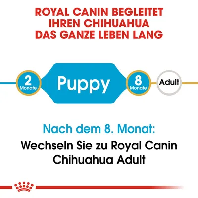 Royal Canin begleitet Ihren Chihuahua das ganze Leben lang. Nach dem 8. Monat: Wechseln Sie zu Royal Canin Chihuahua Adult.
