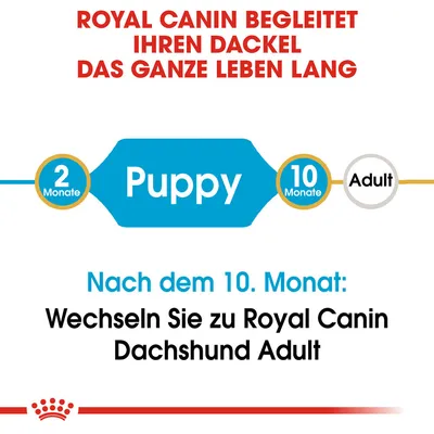 Royal Canin begleitet Ihren Dackel das ganze Leben lang. Nach dem 10. Monat: Wechseln Sie zu Royal Canin Dachshund Adult. Puppy-Futter für 2 bis 10 Monate.