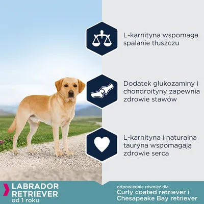 Labrador Retriever od 1 roku. L-karnityna wspomaga spalanie tłuszczu, glukozamina i chondroityna dla stawów, tauryna wspiera serce. Odpowiednie także dla Curly coated retriever i Chesapeake Bay retriever.
