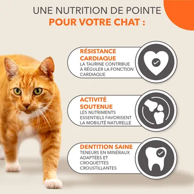 Texte : Résistance cardiaque, la taurine contribue à réguler la fonction cardiaque ; Activité soutenue, les nutriments essentiels favorisent la mobilité naturelle ; Dentition saine, teneurs en minéraux adaptées et croquettes croustillantes.