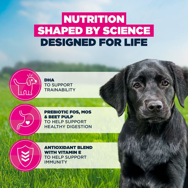 Eukanuba Premium Nutrition Puppy Large & Giant Breed Κοτόπουλο
