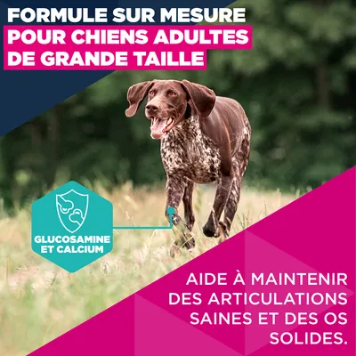 Eukanuba Premium Nutrition Adult Large et Giant Breed Saumon