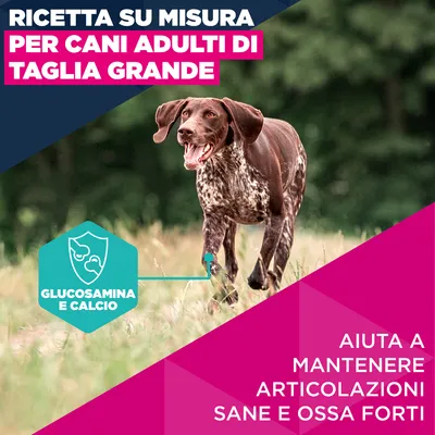 Eukanuba Premium Nutrition Adult Large & Giant Breed Salmone