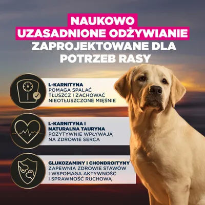 L-karnityna wspomaga spalanie tłuszczu oraz utrzymanie masy mięśniowej, L-karnityna i tauryna wspierają zdrowie serca, glukozamina i chondroityna wzmacniają stawy i poprawiają ruchomość. L-karnityna wspomaga spalanie tłuszczu oraz utrzymanie masy mięśniowej, L-karnityna i tauryna wspierają zdrowie serca, glukozamina i chondroityna wzmacniają stawy i poprawiają ruchomość.
