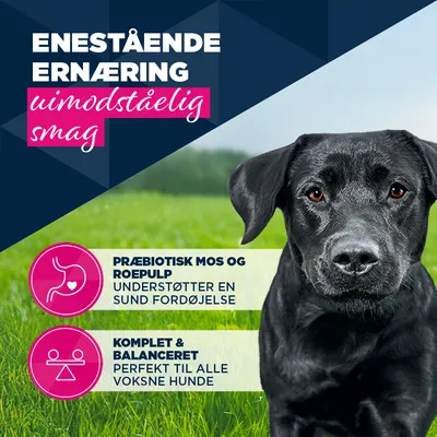 Eukanuba Adult Rig på ørred med søde kartofler