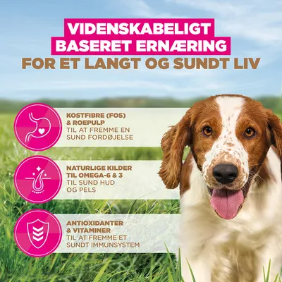 Eukanuba Grain Free Adult Small & Medium med havfisk