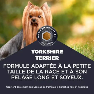 Yorkshire Terrier. Formule adaptée à la petite taille et à la longue fourrure soyeuse. Convient également aux Loulous de Poméranie, Caniches Toys et Papillons. Yorkshire Terrier. Formule adaptée à la petite taille et à la longue fourrure soyeuse. Convient également aux Loulous de Poméranie, Caniches Toys et Papillons.