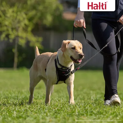 Pas na povodcu i ormi Halti, osoba vodi psa u šetnji. Vidljiv brend Halti na ormi i gornjem desnom kutu slike.