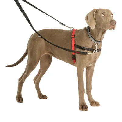 Pas nosi crveni i crni ormuš Halti s povodcem pričvršćenim na prsa i leđa, te sivu ogrlicu oko vrata. Prikaz upotrebe orme za pse.