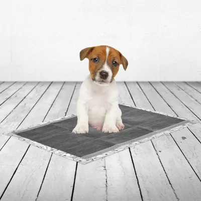 Tappetino per cani grigio con bordo decorativo su pavimento in legno.