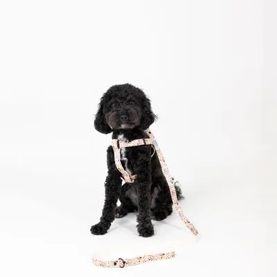 Schwarzer Hund trägt ein weisses Geschirr mit Blumenmuster, passende Leine liegt auf dem Boden.
