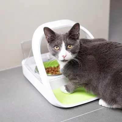 Graue Katze frisst aus einem weissen Futterautomat mit grünem Napf, geeignet für kontrollierte Fütterung.