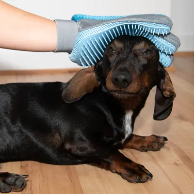 Handschuh mit blauen Noppen wird verwendet, um das Fell eines Hundes zu pflegen und lose Haare zu entfernen.