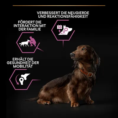 Texte en allemand : améliore la curiosité et la réactivité, favorise l’interaction avec la famille, préserve la santé de la mobilité. Illustrations chien et os.
