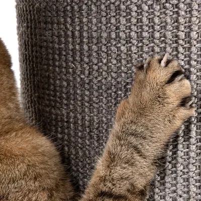 Animal paw using a textured scratching post, showing claws extended on the woven surface.
