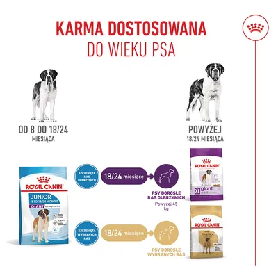 Zalecenia żywieniowe: Royal Canin Junior Giant dla psów od 8 do 18/24 miesięcy, następnie przejście na XL Giant Adult lub Great Dane od 18/24 miesięcy. Zalecenia żywieniowe: Royal Canin Junior Giant dla psów od 8 do 18/24 miesięcy, następnie przejście na XL Giant Adult lub Great Dane od 18/24 miesięcy.