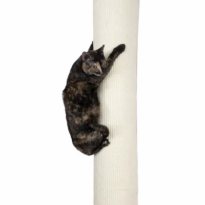 Katze klettert an einem Kratzbaum mit hellem Sisalbezug.