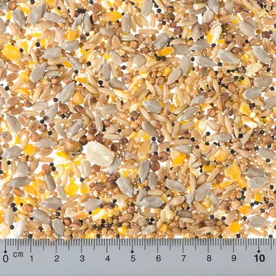 Close-up of bird food mix with various seeds and grains. Centimetre scale at the bottom shows size comparison.