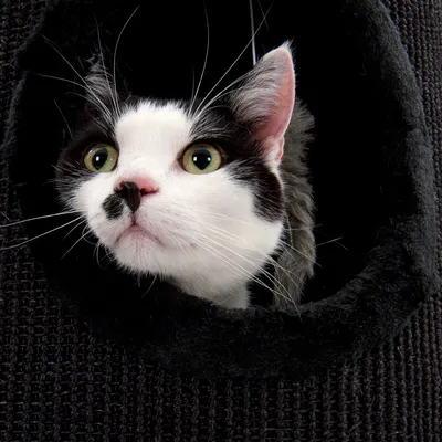 Oreille et poils d’un chat visibles à l’entrée d’une niche ou maison pour chat en tissu noir, structure en maille épaisse. Oreille et poils d’un chat visibles à l’entrée d’une niche ou maison pour chat en tissu noir, structure en maille épaisse.