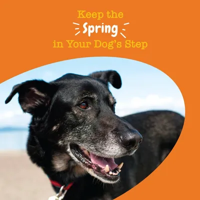 Text reads: Keep the spring in your dog's step, with an image of a happy dog outdoors.