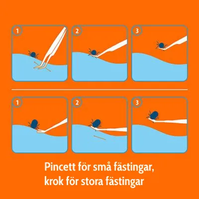 Instruktion med sex steg: pincett används för att ta bort små fästingar, krok för stora fästingar. Text: Pincett för små fästingar, krok för stora fästingar.