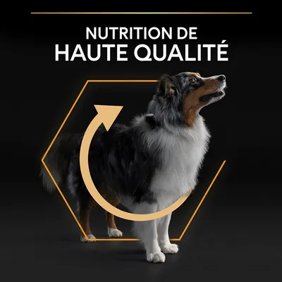 Texte visible : NUTRITION DE HAUTE QUALITÉ. Chien debout devant un hexagone orange avec une flèche circulaire, fond noir.