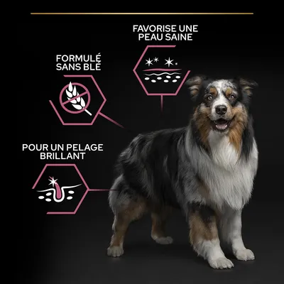 Chien avec trois encadrés : formulé sans blé, favorise une peau saine, pour un pelage brillant. Textes et pictogrammes visibles sur fond noir.