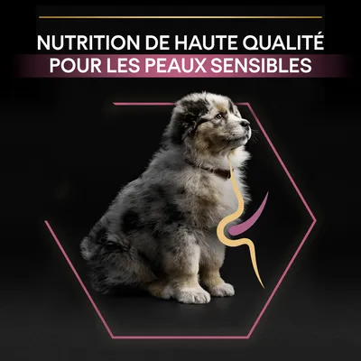 Texte visible : NUTRITION DE HAUTE QUALITÉ POUR LES PEAUX SENSIBLES, image d’un chien assis avec illustration stylisée du système digestif.