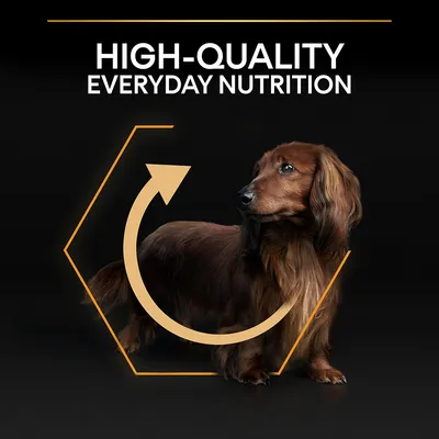 HIGH-QUALITY EVERYDAY NUTRITION text above a long-haired brown dachshund with an orange hexagon and arrow graphic on black background. Text in English.