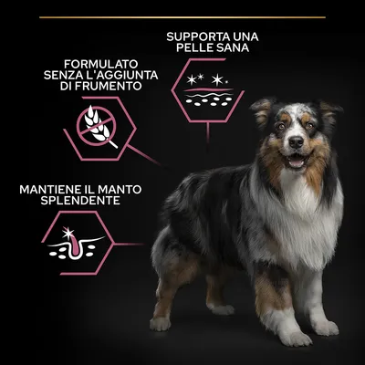 Cane adulto con tre claim: formulato senza l'aggiunta di frumento, supporta una pelle sana, mantiene il manto splendente. Simboli grafici accanto a ciascun testo.