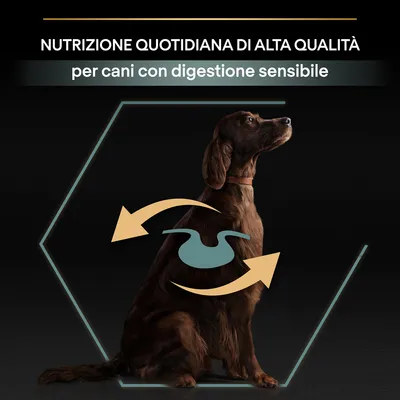 Nutrizione quotidiana di alta qualità per cani con digestione sensibile, testo visibile sopra un cane seduto con grafica di stomaco e frecce sul corpo.