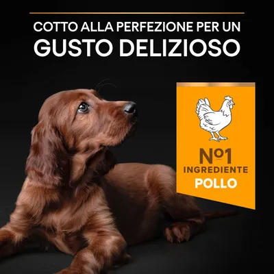 Cotto alla perfezione per un gusto delizioso. N°1 ingrediente pollo.