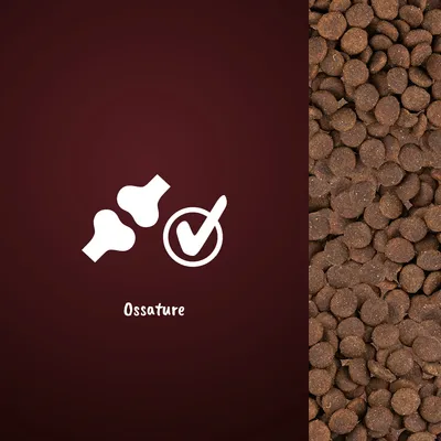 Illustration de deux os, une coche et le texte « Ossature » à côté de croquettes pour animaux. Texte visible : Ossature.