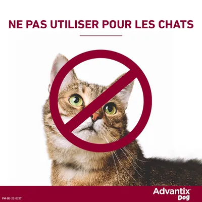 Advantix® petit chien, de 4 kg à 10 kg