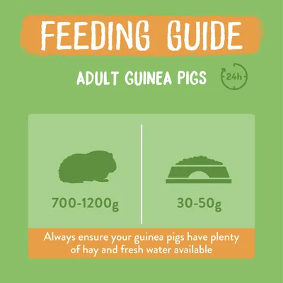 Feeding guide for adult guinea pigs: weight 700-1200g, daily food portion 30-50g. Always ensure plenty of hay and fresh water are available.