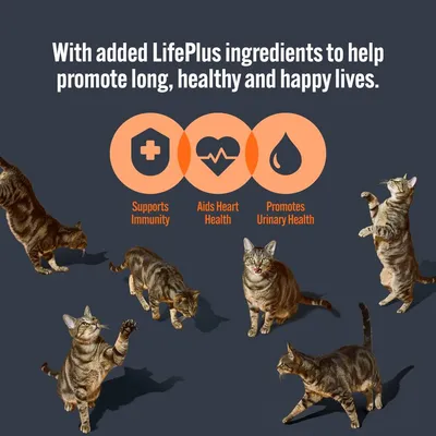 HiLife Cat Luxury Selection 12 x 70g HiLife Cat Luxury Selection 12 x 70g