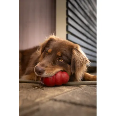KONG Classic Dog Toy