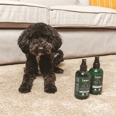 kooa Enzymatic Stain & Odor Remover und Urine Stop Reinigungssprays auf Teppich, Hund im Hintergrund. Premium-Pflegemarke für Haustiere.