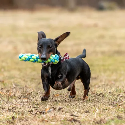 Kutya zöld-kék kötél anyagú rágójátékkal játszik egy réten.