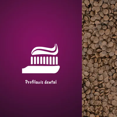Icono de cepillo de dientes con pasta y texto 'Profilaxis dental' junto a croquetas marrones de pienso.