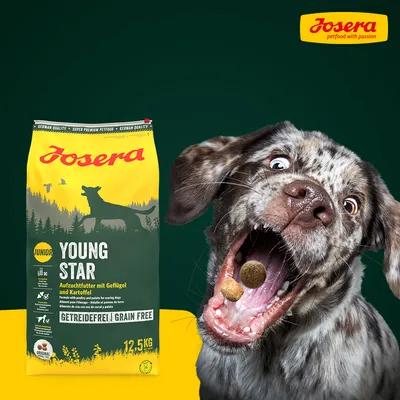 Josera Young Star Junior Aufzuchtfutter mit Geflügel und Kartoffel, getreidefrei, 12,5 kg. German Quality. Super Premium Petfood.