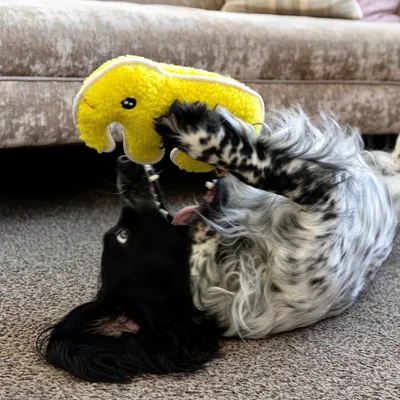 Dog lying on carpet playing with a yellow plush toy, demonstrating product use for interactive pet play.
