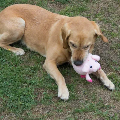 Hund spielt mit rosa Plüschspielzeug auf einer Wiese.