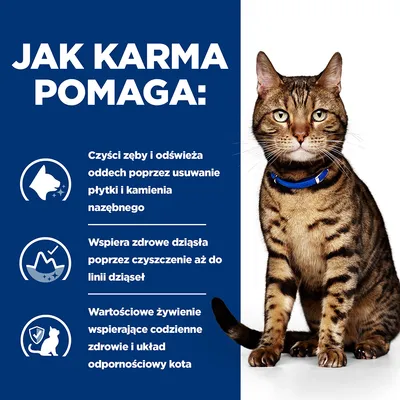 Jak karma pomaga: czyści zęby i odświeża oddech, wspiera zdrowe dziąsła, wartościowe żywienie wspierające zdrowie i odporność kota. Obok kot w niebieskiej obroży.