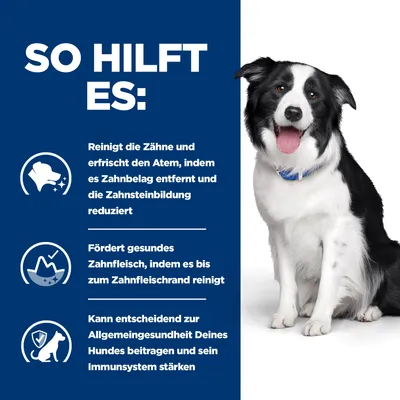 So hilft es: Reinigt Zähne, reduziert Zahnsteinbildung, fördert gesundes Zahnfleisch und stärkt das Immunsystem des Hundes. Bild eines schwarz-weissen Hundes mit blauem Halsband.