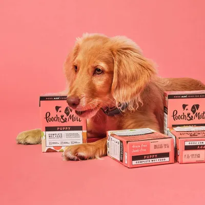 Boxes of Pooch & Mutt puppy complete wet food displayed on a pink background, with product packaging and labels visible.