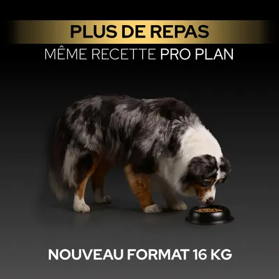 Chien mange dans une gamelle. Texte : Plus de repas, même recette Pro Plan, nouveau format 16 kg. Chien mange dans une gamelle. Texte : Plus de repas, même recette Pro Plan, nouveau format 16 kg.