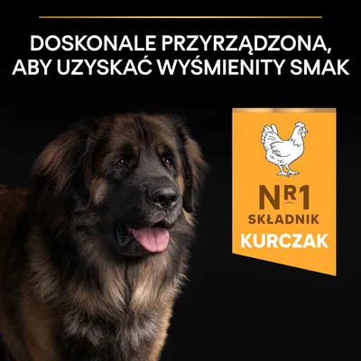 Doskonałe przyrządzona, aby uzyskać wyśmienity smak. Nr 1 składnik kurczak.