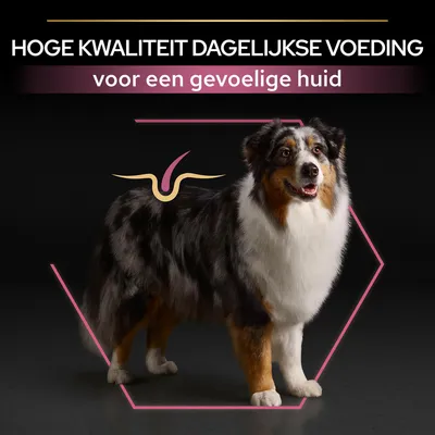 Hoge kwaliteit dagelijkse voeding voor een gevoelige huid, tekst boven afbeelding van hond met grafisch element op de vacht.