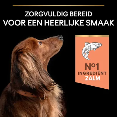 Tekst: Zorgvuldig bereid voor een heerlijke smaak. N°1 ingrediënt zalm. Afbeelding van een bruine hond en een visicoon.